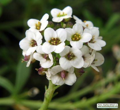 Lobularia (plant) Wild Plants of Malta Plant Family Index