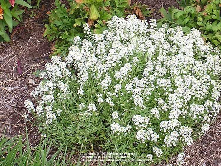 Lobularia (plant) Photo of the entire plant of Alyssum Lobularia maritima 39Clear