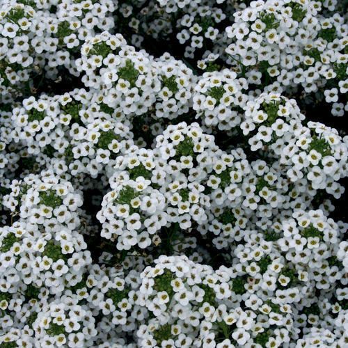 Lobularia (plant) httpswwwprovenwinnerscomsitesprovenwinners