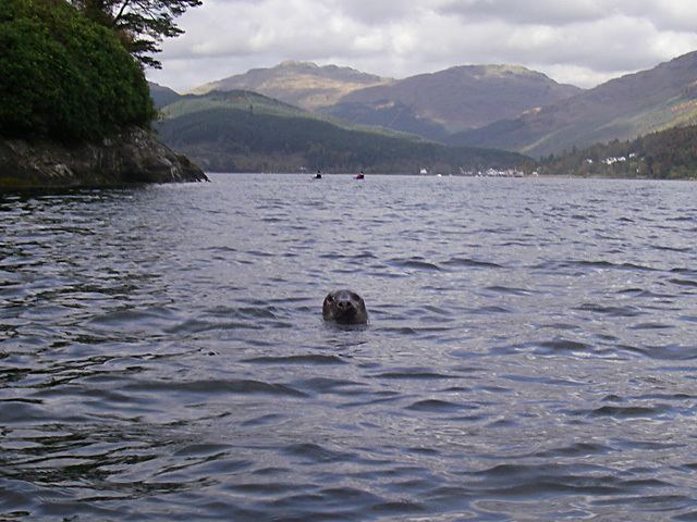 Loch Goil wwwkayakacrossthewatercoukwpcontentuploadss