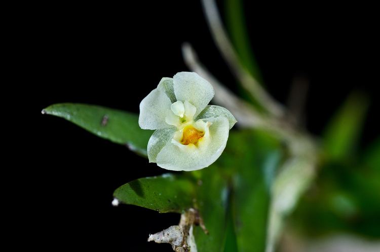 Lockhartia Lockhartia hercodonta Miniature orchids