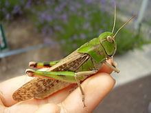 Locusta migratoria manilensis httpsuploadwikimediaorgwikipediacommonsthu