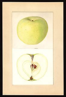 Lodi (apple) httpsuploadwikimediaorgwikipediacommonsthu