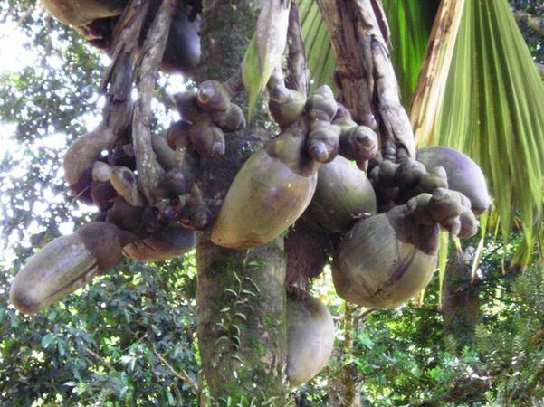 Lodoicea Lodoicea maldivica Palmpedia Palm Grower39s Guide