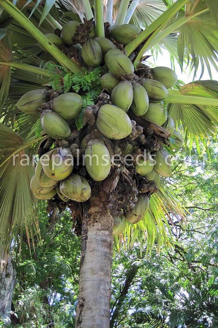 Lodoicea Lodoicea maldivica buy seeds at rarepalmseedscom