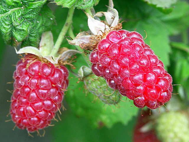Loganberry Loganberry Bare Root Fruit Plants Grow Your Own Logan Berries
