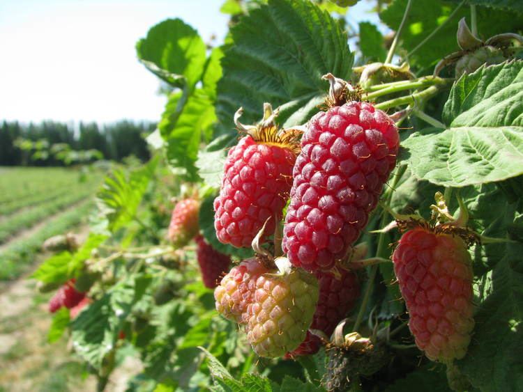 Loganberry 1000 images about Loganberries on Pinterest Grow your own Just