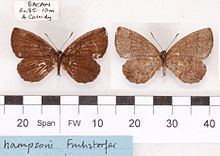 Logania (butterfly) httpsuploadwikimediaorgwikipediacommonsthu