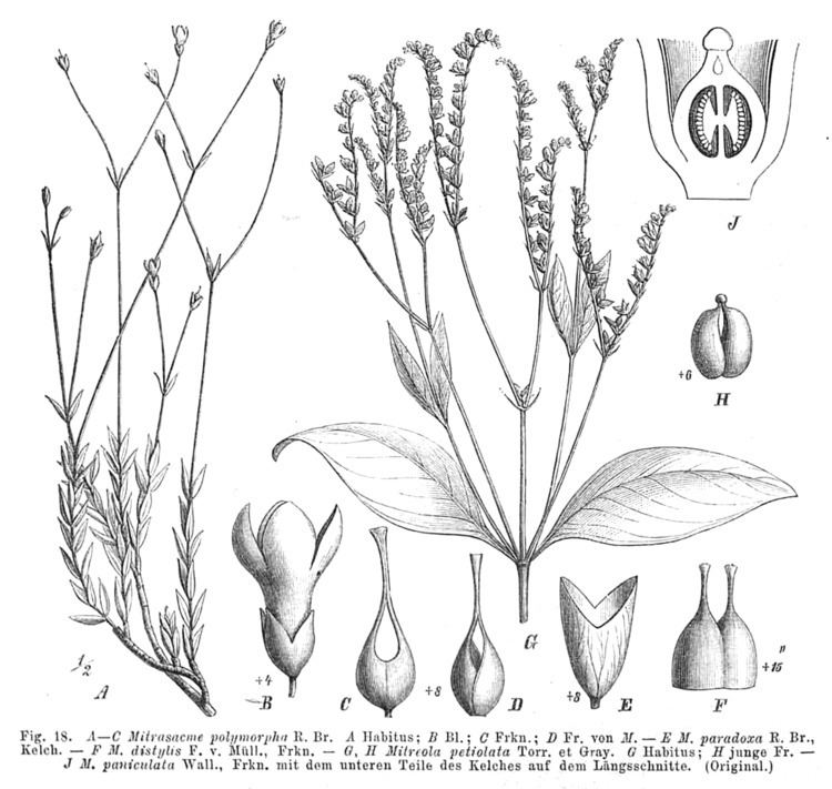Loganiaceae FileLoganiaceae spp EPIV2018png Wikimedia Commons