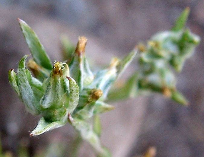 Logfia gallica Wildflowers NPS SAMO NRA Logfia gallica detail page