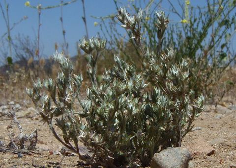 Logfia gallica Narrowleaf Cottonrose Logfia gallica