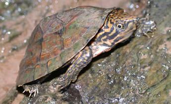 Loggerhead musk turtle Species Profile Stripeneck Loggerhead Musk Turtle Sternotherus