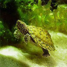 Loggerhead musk turtle httpsuploadwikimediaorgwikipediacommonsthu
