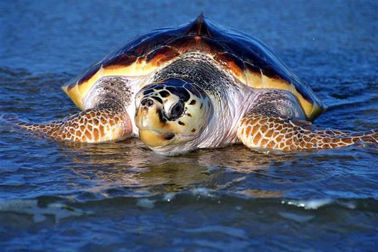 Loggerhead sea turtle Sea Turtles Part 3 Leatherbacks Loggerheads and Greens