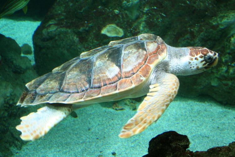 Loggerhead sea turtle httpsuploadwikimediaorgwikipediacommons55