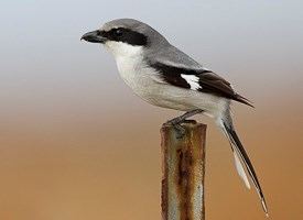 Loggerhead shrike Loggerhead Shrike Identification All About Birds Cornell Lab of