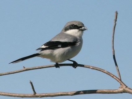 Loggerhead shrike Loggerhead Shrike Identification All About Birds Cornell Lab of