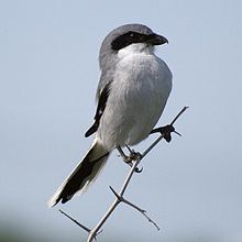 Loggerhead shrike httpsuploadwikimediaorgwikipediacommonsthu