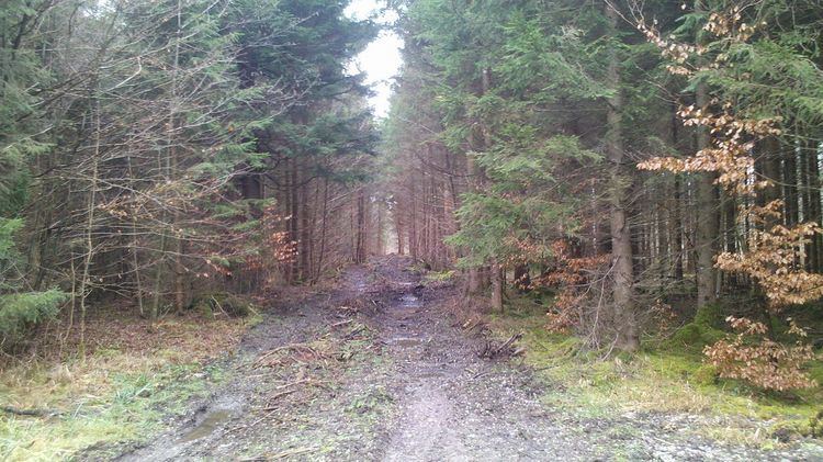 Logging trail