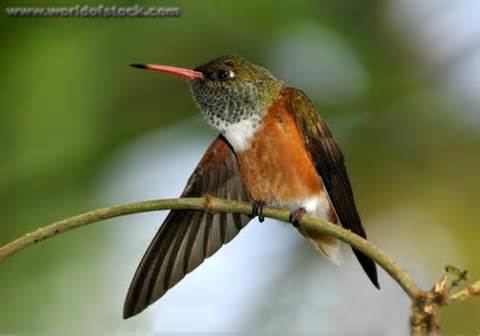Loja hummingbird wwwtaenoscomimgITISAmaziliaalticolalojahu