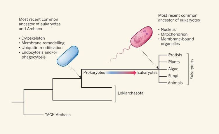 Lokiarchaeota Lokiarchaeota are the closest known prokaryotic relatives of