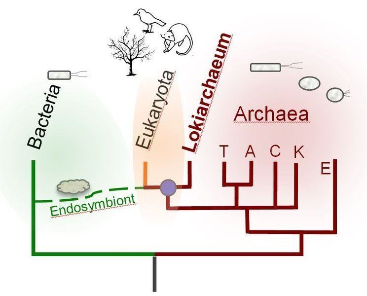 Lokiarchaeota A disputed origin for Eukaryotes News Astrobiology