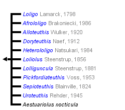Loliginidae Loliginidae