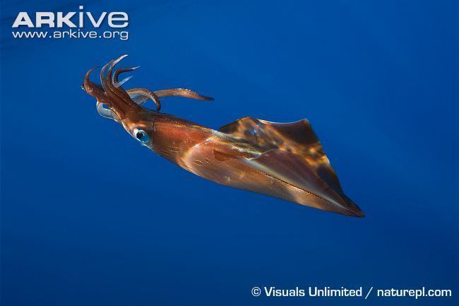 Loligo forbesii Veined squid videos photos and facts Loligo forbesi ARKive