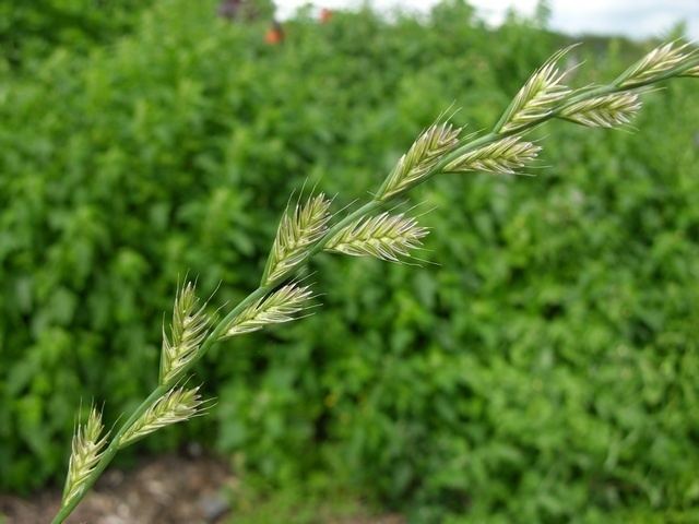 Lolium multiflorum Lolium multiflorum details Forestventurecom