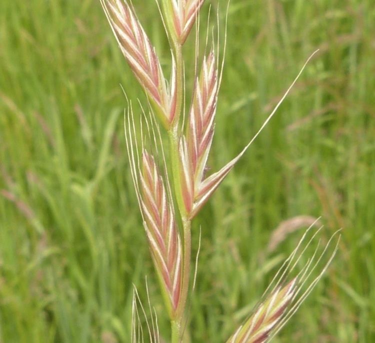 Lolium multiflorum Italian Ryegrass Lolium multiflorum NatureSpot