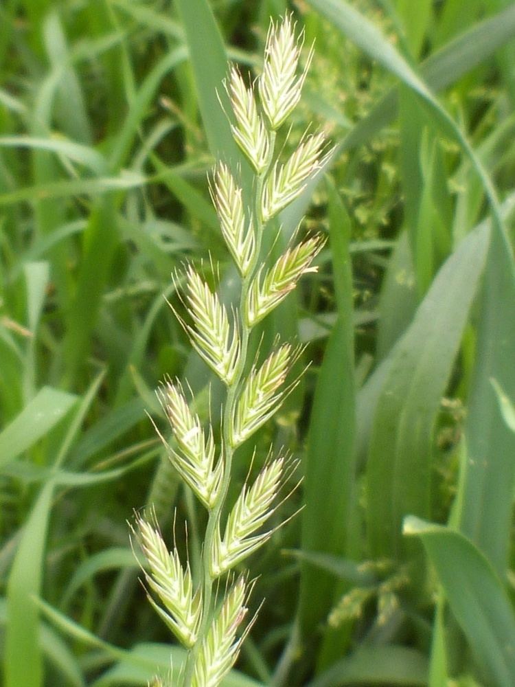 Lolium multiflorum Italian Ryegrass Lolium multiflorum NatureSpot