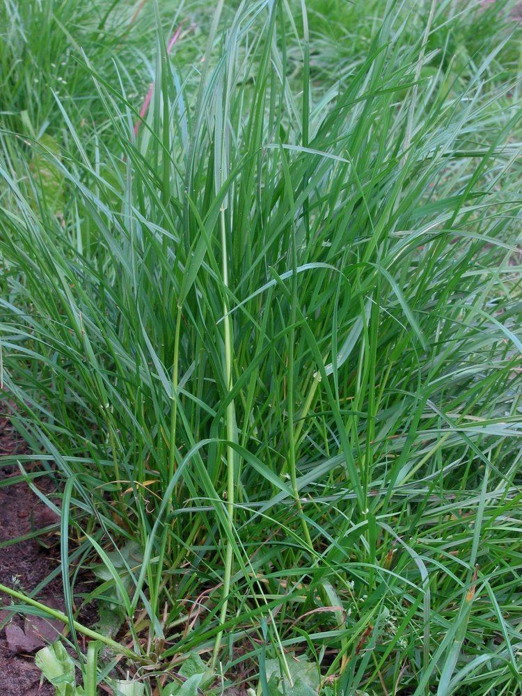 Lolium perenne HorseDVM Toxic Plants for Horses Perennial ryegrass