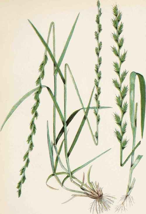 Lolium perenne Perennial Rye Grass Lolium Perenne L