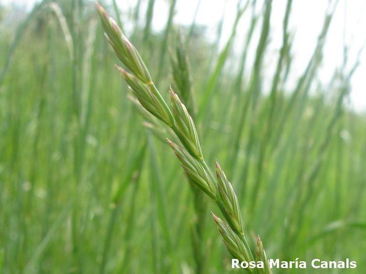 Lolium rigidum Lolium rigidum Annual ryegrass