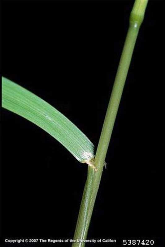 Close-up view of the stem and leaf of a Lolium temulentum.