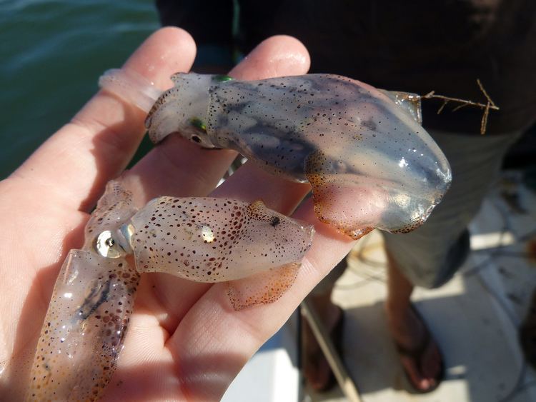 Lolliguncula brevis Lolliguncula brevis Brief squid Charleston Harbor Trawl H