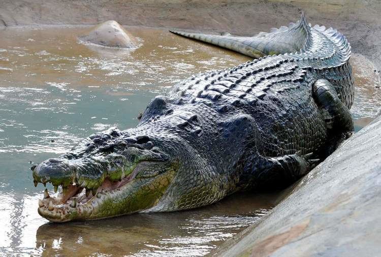 Lolong World39s Top 5 Largest Crocodiles Ever Recorded Our Planet