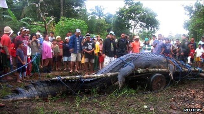 Lolong World39s largest captive crocodile Lolong dies in Philippines BBC News
