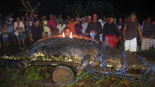 Lolong Why did Lolong die Experts to investigate