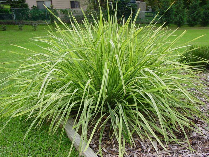 Lomandra Lomandra Longifolia Lime Jet Plant Palette Medley Pinterest