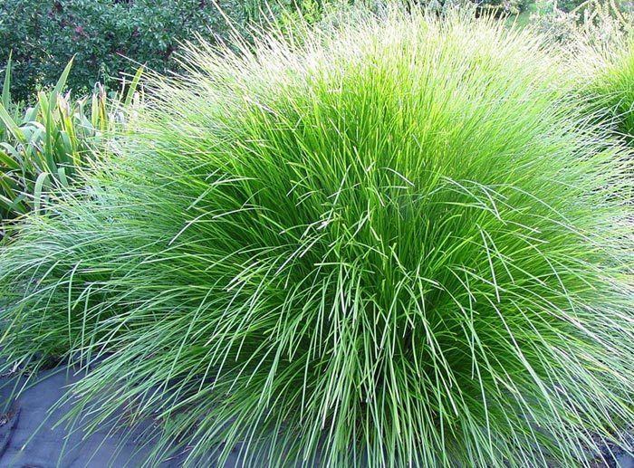 Lomandra confertifolia Tilga