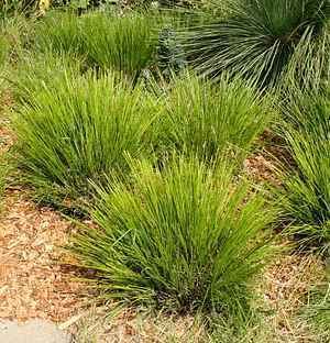 Lomandra wwwsmgrowerscomimageLomandraTrim3jpg