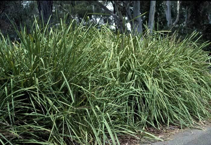 Lomandra Lomandra longifolia Growing Native Plants