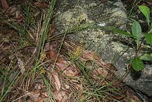 Lomandra gracilis httpsuploadwikimediaorgwikipediacommonsthu