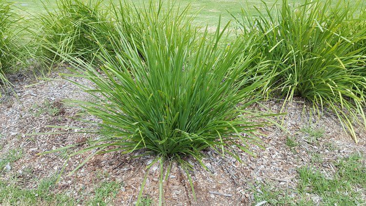 Lomandra longifolia Lomandra longifolia Alpine Nurseries