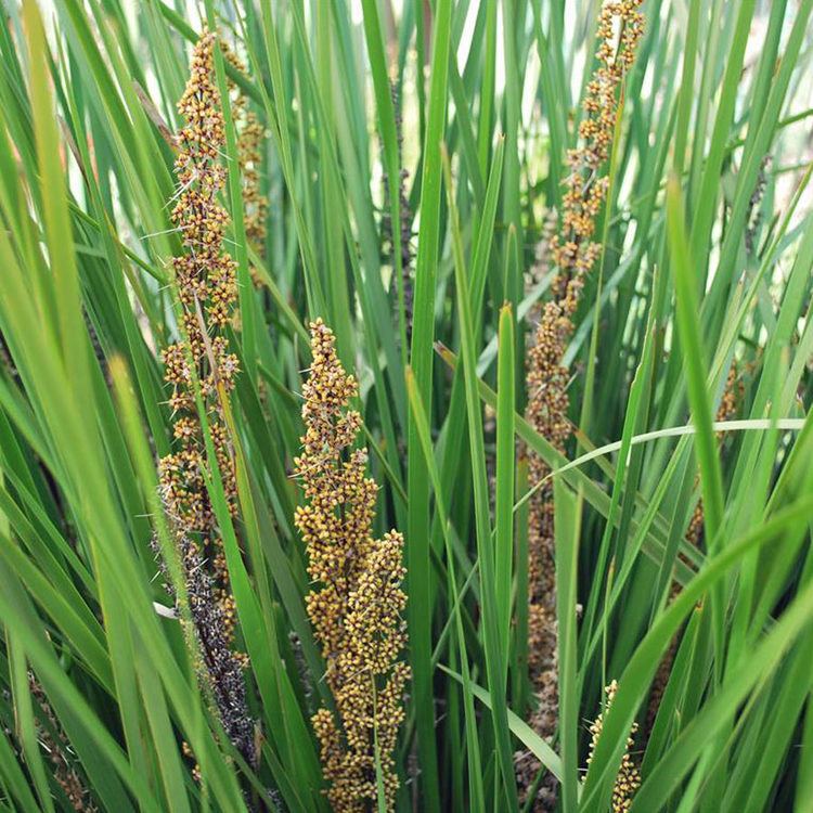 Lomandra longifolia httpsaustralianseedcompersistentcatalogueim