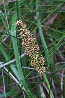 Lomandra longifolia Lomandra longifolia Wikipedia