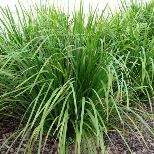 Lomandra longifolia Lomandra longifolia Australian Plants Online