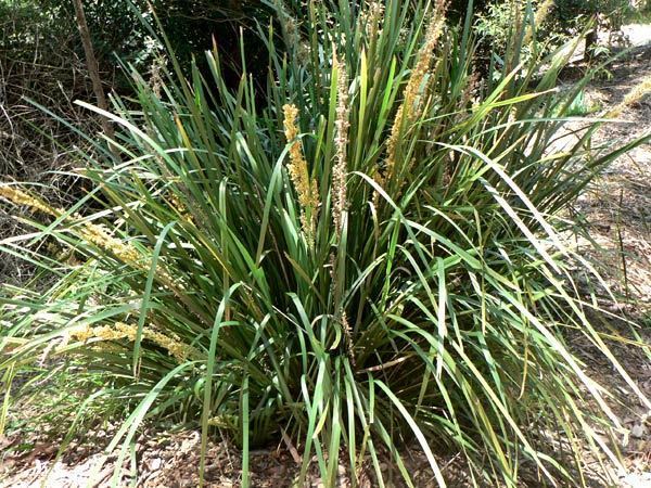 Lomandra longifolia Lomandra longifolia Spinyheaded Matrush