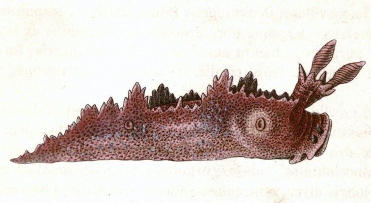 Lomanotidae
